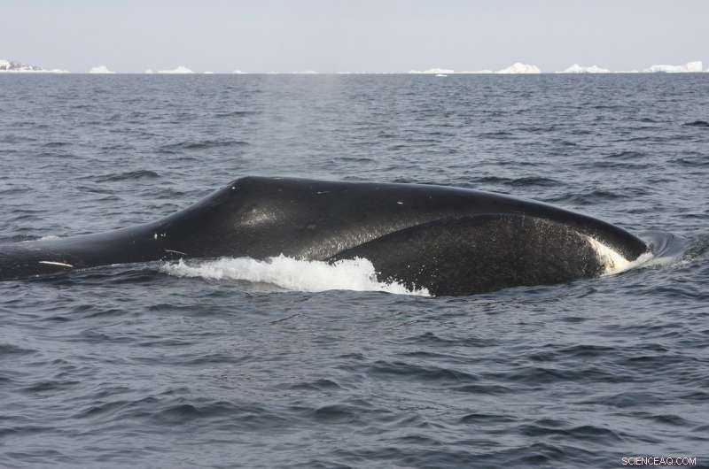 New Study Pinpoints Marine Mammals Most Vulnerable to Rising Arctic Shipping Traffic