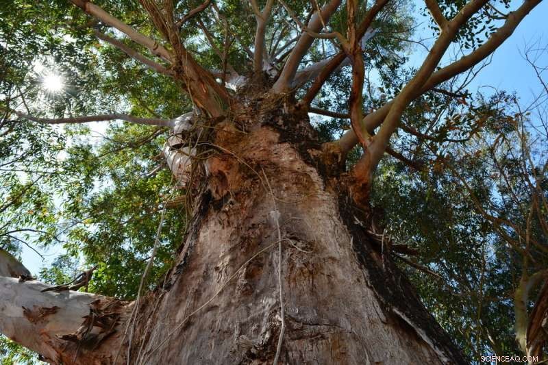 Smart City Planning Protects Heritage Trees & Wildlife