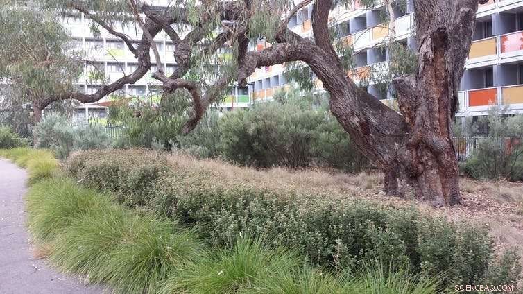 Smart City Planning Protects Heritage Trees & Wildlife