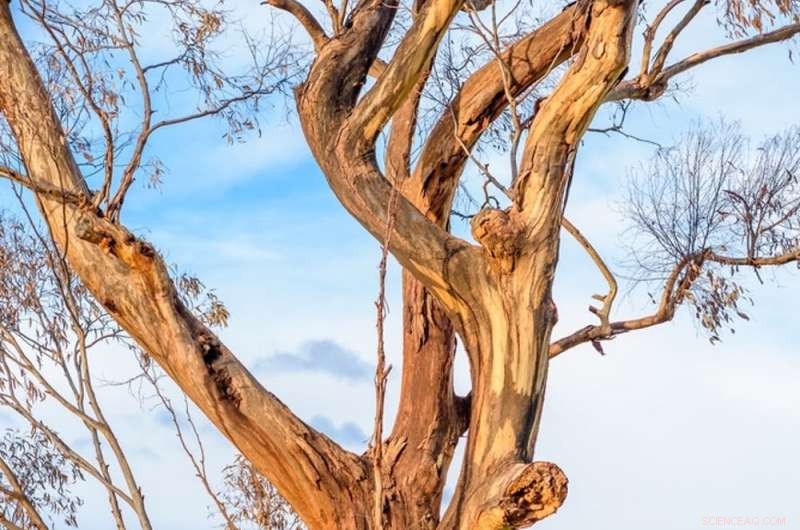 Smart City Planning Protects Heritage Trees & Wildlife