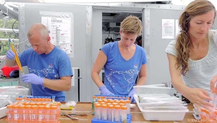 Remote Coral Reefs Bear Climate Change’s Toll