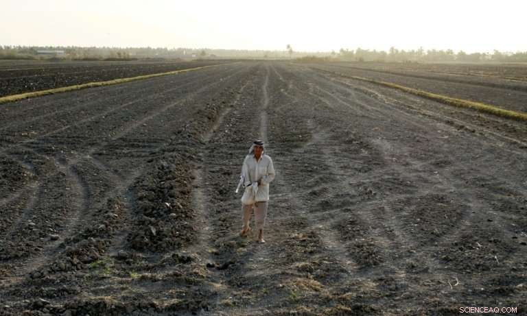 Iraq’s Amber Rice Crop Devastated by Drought, Threatening Food Security