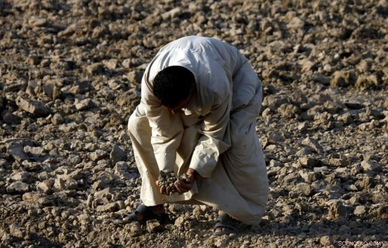 Iraq’s Amber Rice Crop Devastated by Drought, Threatening Food Security