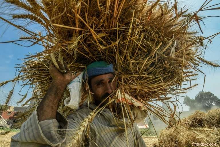 European Agriculture Set to Decline as Asian Production Surges, Says UN and OECD