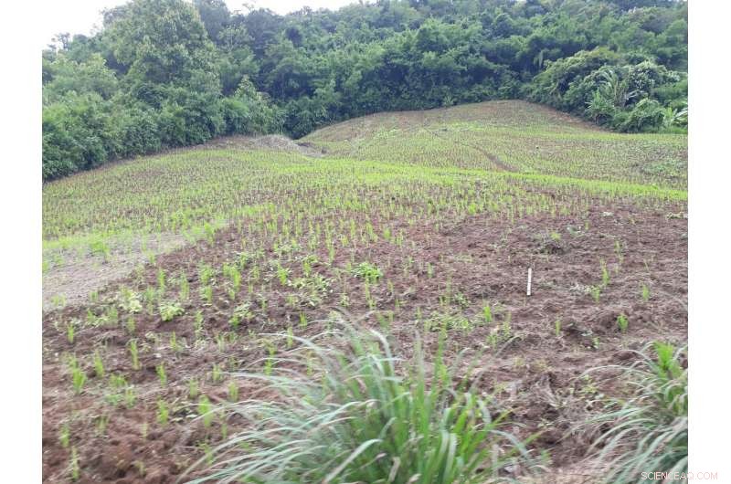 Southeast Asian Forest Loss Exceeds Expectations, Threatening Climate Stability