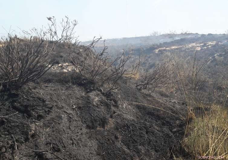 Land Recovery After Wildfires: Expert Insights