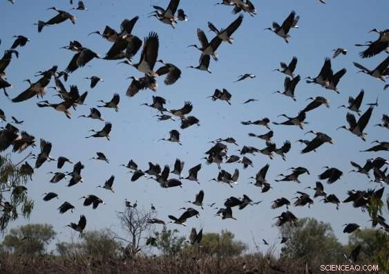 Irrigation and Development Threaten Narran Lakes’ International Status, According to UNSW Study