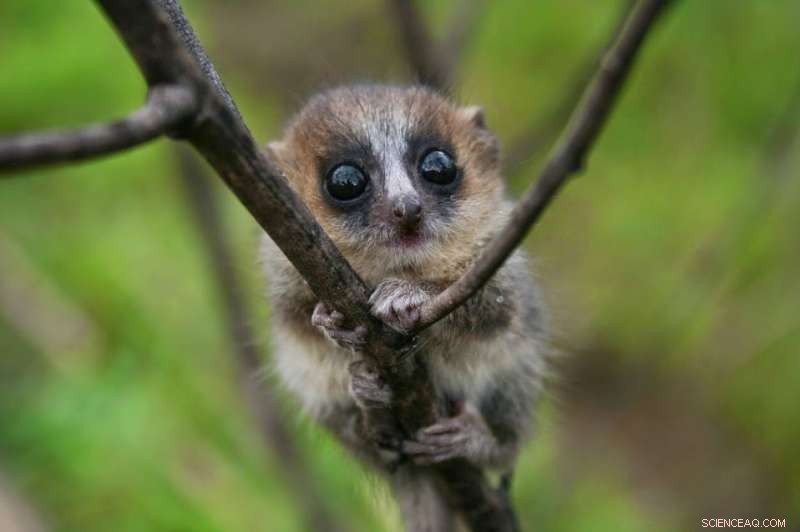 The Hidden Cost of Forest Conservation: How the World’s Poorest Are Bearing the Burden