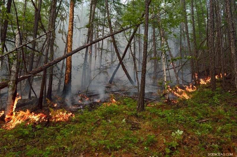 Unveiling the Factors Behind Wildfire Behavior in Boreal Forests