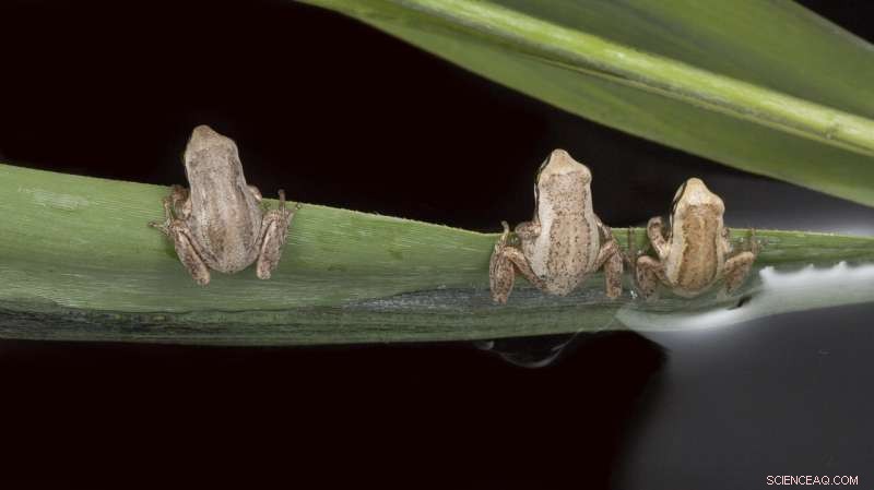 Frogwatching: Tracking Climate Change Impacts in Real Time