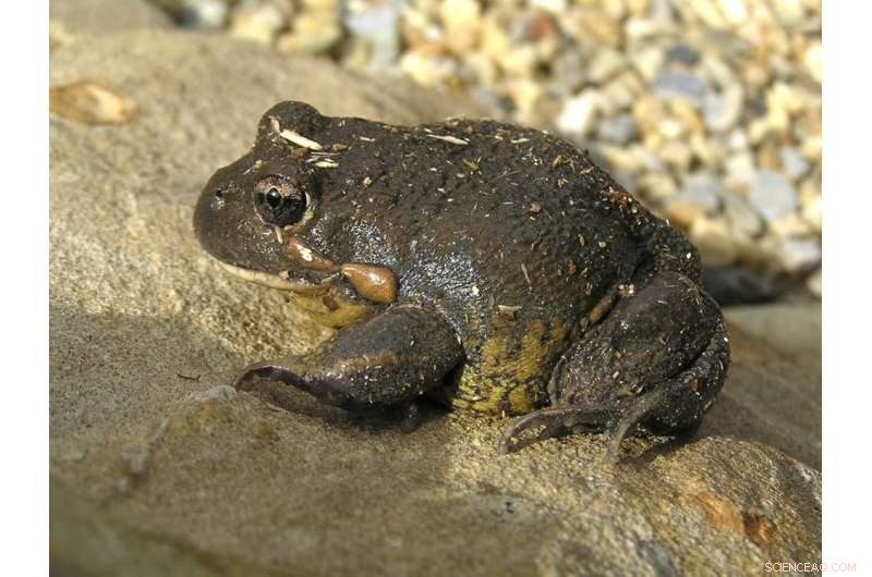 Frogwatching: Tracking Climate Change Impacts in Real Time