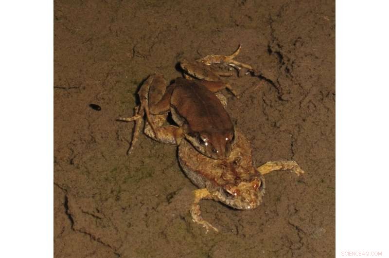 Frogwatching: Tracking Climate Change Impacts in Real Time