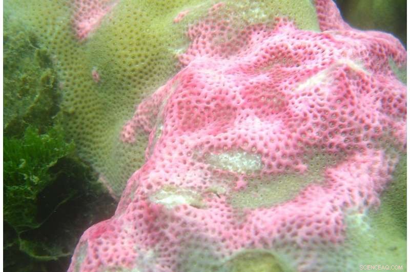 Harnessing Coral Immunity: A Promising Solution to the Global Reef Crisis