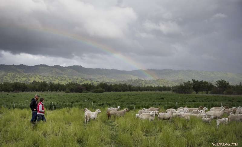 Grasslands Surpass Forests as Reliable Carbon Sinks