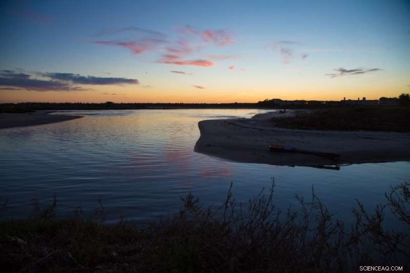 New Study Reveals How Size Drives Productivity in Estuarine Ecosystems