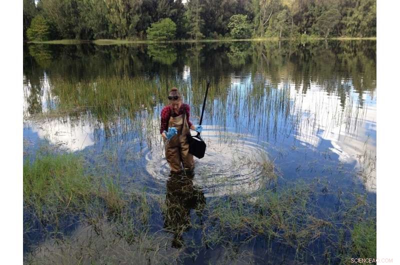 Stormwater Ponds Are Not Major Contributors to Greenhouse Gas Emissions