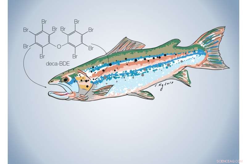 Hidden Chemical Contaminants in Farmed Salmon: What You Need to Know