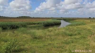 Climate Change Ended an Early Hominid Species: Insights from the Limpopo River