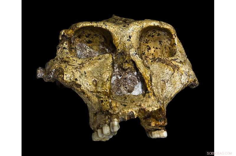 Climate Change Ended an Early Hominid Species: Insights from the Limpopo River