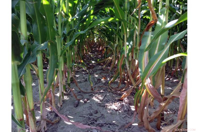 Mastering Soil Nitrogen Chemistry: Strategies for Sustainable Agriculture