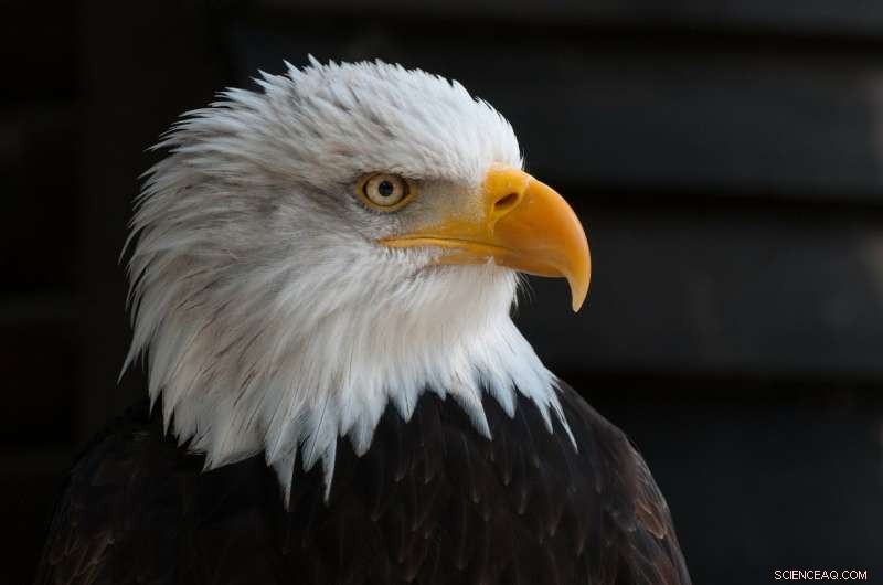 New Study Highlights Risks of Flame‑Retardant Metabolites in Bald Eagles