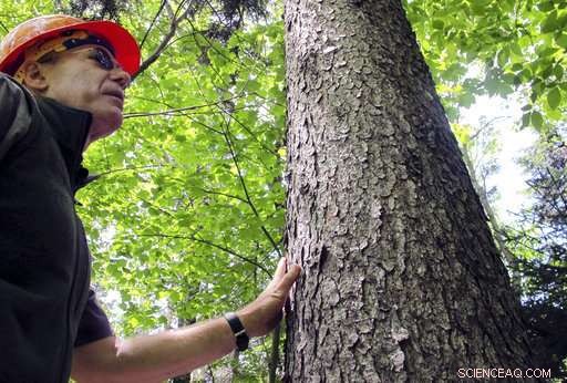 Red Spruce Trees Rebound as Pollution Controls Reduce Acid Rain Damage