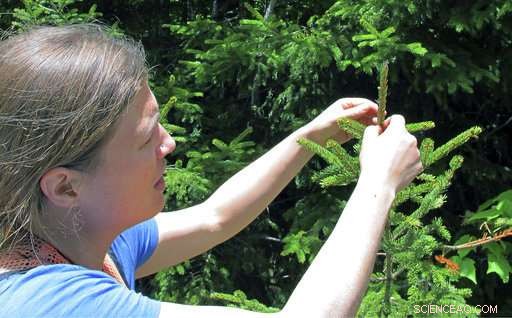 Red Spruce Trees Rebound as Pollution Controls Reduce Acid Rain Damage