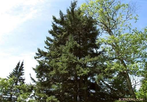 Red Spruce Trees Rebound as Pollution Controls Reduce Acid Rain Damage