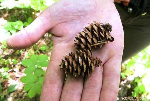 Red Spruce Trees Rebound as Pollution Controls Reduce Acid Rain Damage