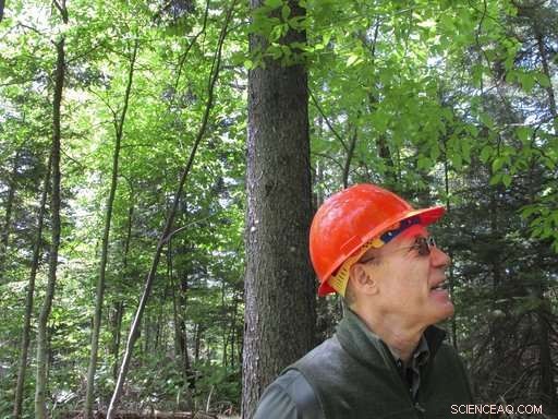 Red Spruce Trees Rebound as Pollution Controls Reduce Acid Rain Damage