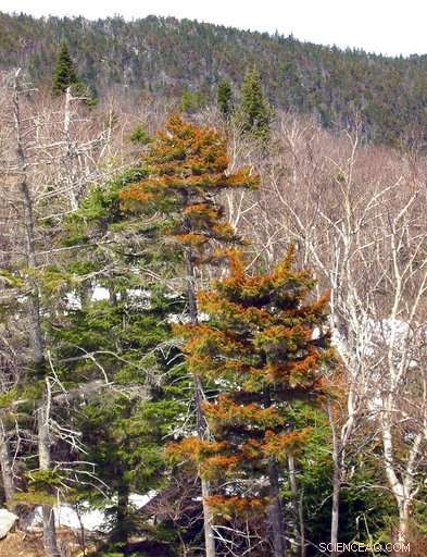 Red Spruce Trees Rebound as Pollution Controls Reduce Acid Rain Damage
