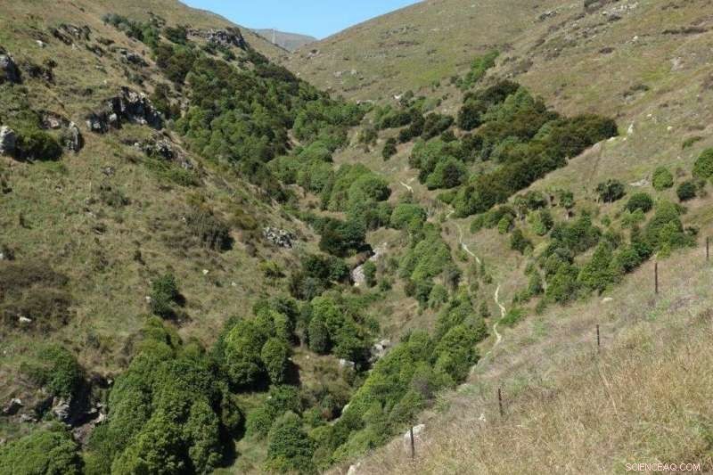 Eight Proven Strategies to Boost Native Vegetation on Private Property