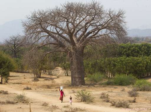 Urgent Threat to Africa’s Baobab Trees: Rapid Decline Endangers a Living Legacy