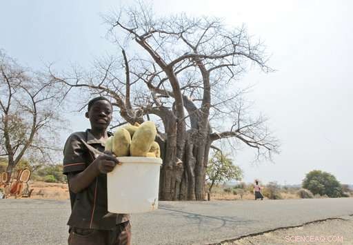 Urgent Threat to Africa’s Baobab Trees: Rapid Decline Endangers a Living Legacy