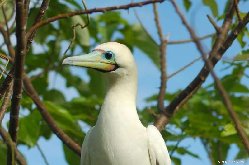 Black Rat Invasions Threaten Coral Reef Ecosystems on Nearby Islands