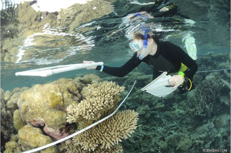 Eradicate Rats to Protect Coral Reefs: A Proven Conservation Strategy