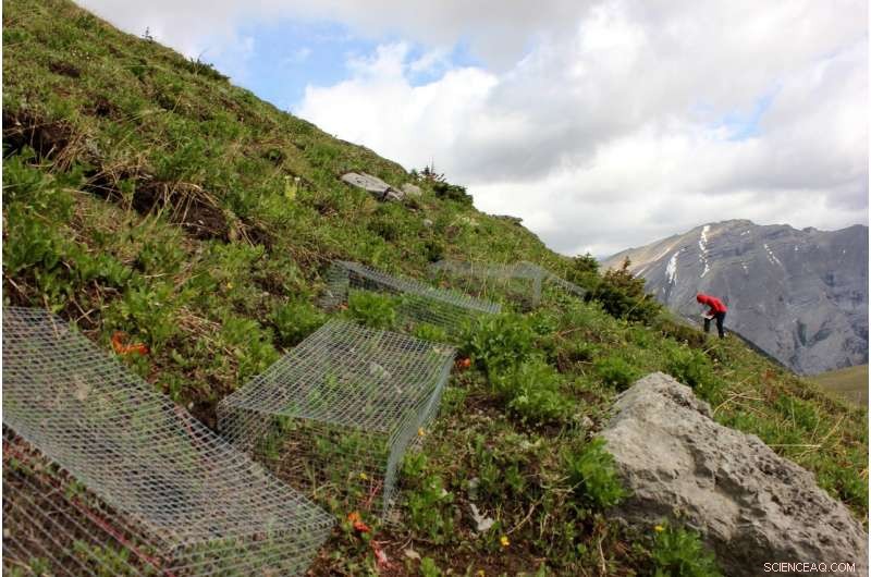 Study Shows Treeline Advancement Stalled by Poor Soil, Not Climate Change