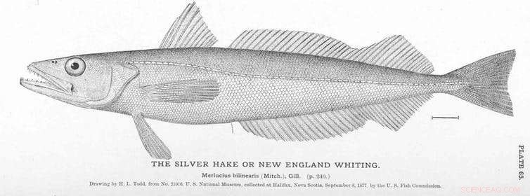 Marine Fish and Plastic Ingestion: Not All Species Eat Plastic