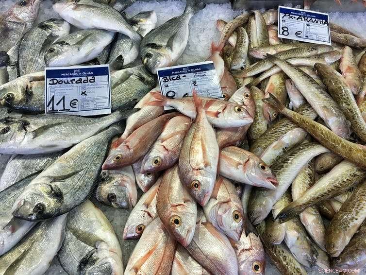 Marine Fish and Plastic Ingestion: Not All Species Eat Plastic