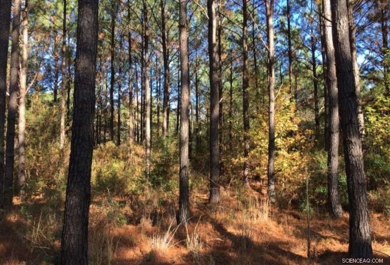 Study Projects Accelerated Growth Rates for Loblolly Pines in the U.S. Southeast