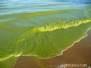 Projected Reduction in Summer Harmful Algal Bloom for Western Lake Erie