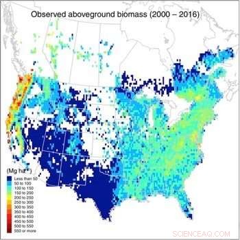 New Study Quantifies Carbon Sequestration Capacity of North American Forests