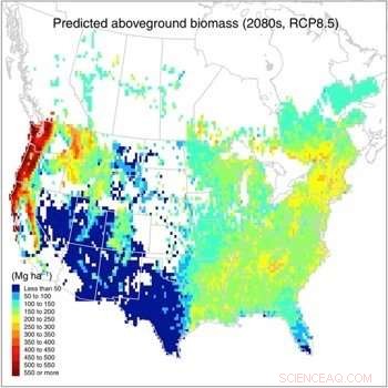 New Study Quantifies Carbon Sequestration Capacity of North American Forests