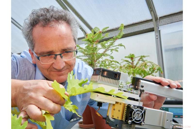 How Particulate Matter Amplifies Tree Vulnerability to Drought