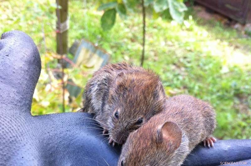 How Chernobyl Radiation Alters Wild Animals’ Gut Microbiome