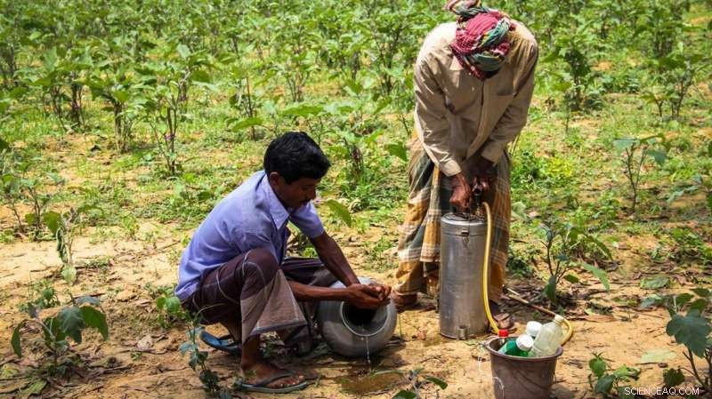 Genetically Engineered Eggplant Boosts Crop Health & Reduces Pesticides in Bangladesh