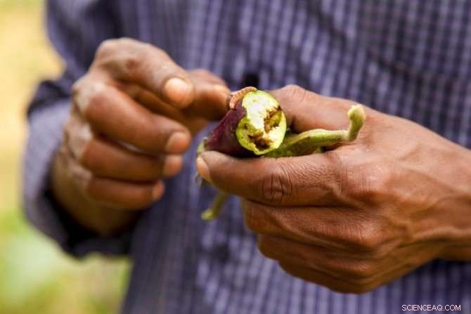 Genetically Engineered Eggplant Boosts Crop Health & Reduces Pesticides in Bangladesh