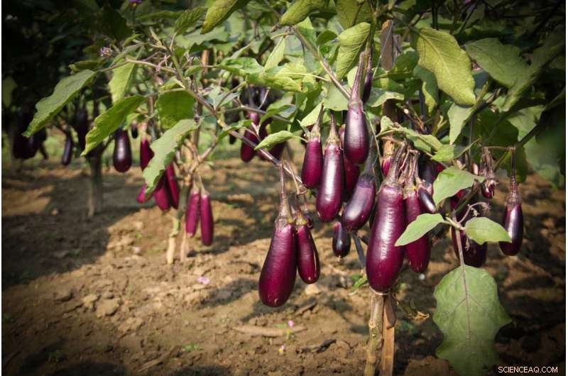 Genetically Engineered Eggplant Boosts Crop Health & Reduces Pesticides in Bangladesh