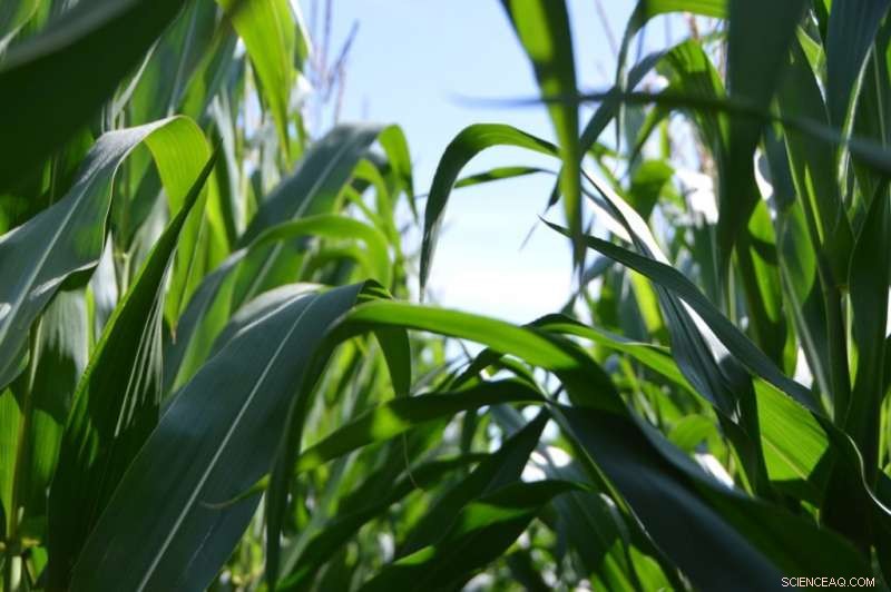 Boost Maize Yields While Reducing Fertilizer Use