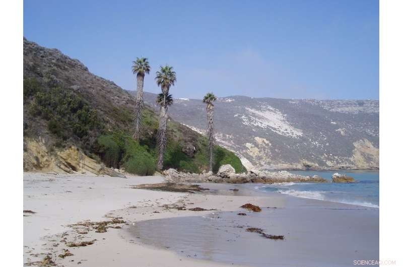 Global Satellite Study Reveals Threats to Protected Beach Areas